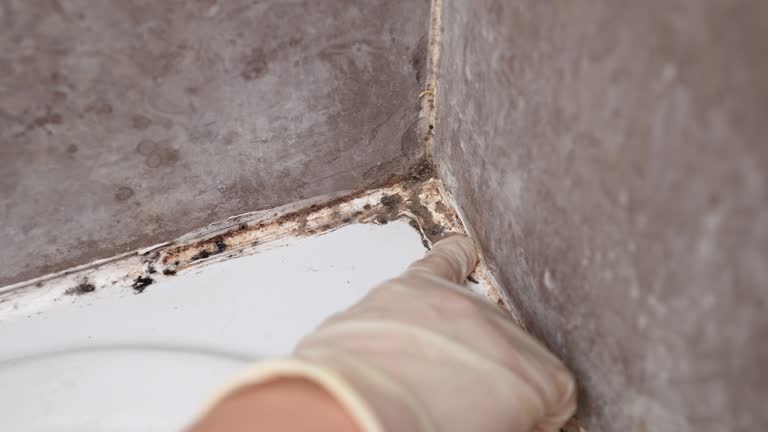 Best Mold Prevention Services  in Mford, IL